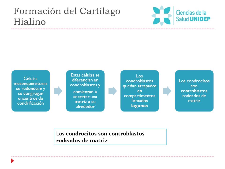 formacion de cartilagos